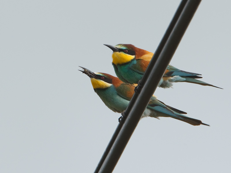 Merops apiater European Bee-eater Bijeneter